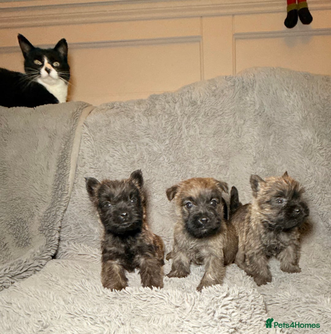 Cairn Terrier dogs for sale: STUNNING cairn terrier babies 🐾 - Advert 9