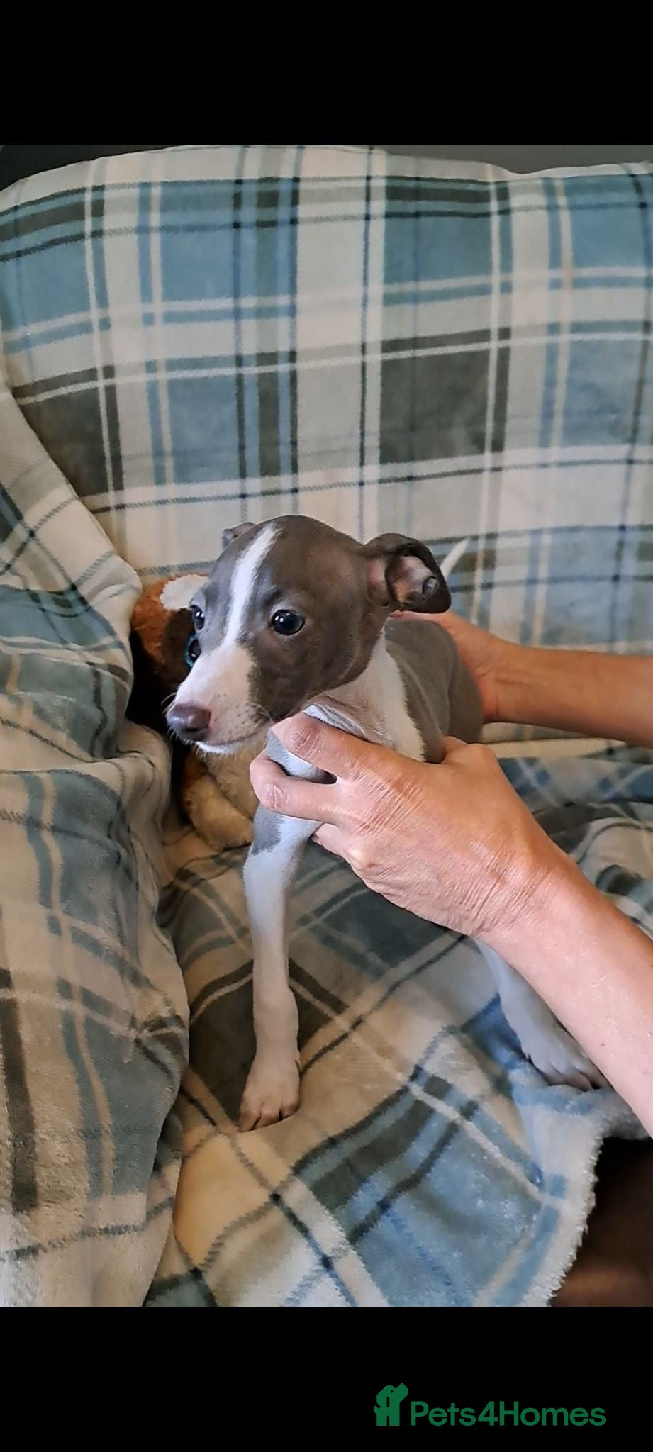 Italian Greyhound dogs KC registered Italian greyhound puppies 3 boys - Advert 1
