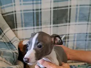Italian Greyhound dogs KC registered Italian greyhound puppies 3 boys - Advert 1