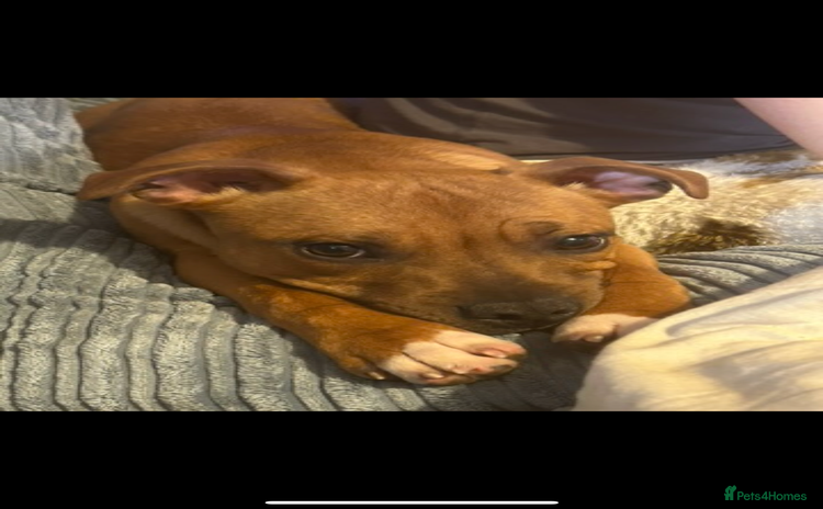 Staffordshire Bull Terrier dogs - Advert 1