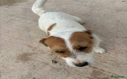 Border Terrier dogs for sale: Lovely puppys - Image 1