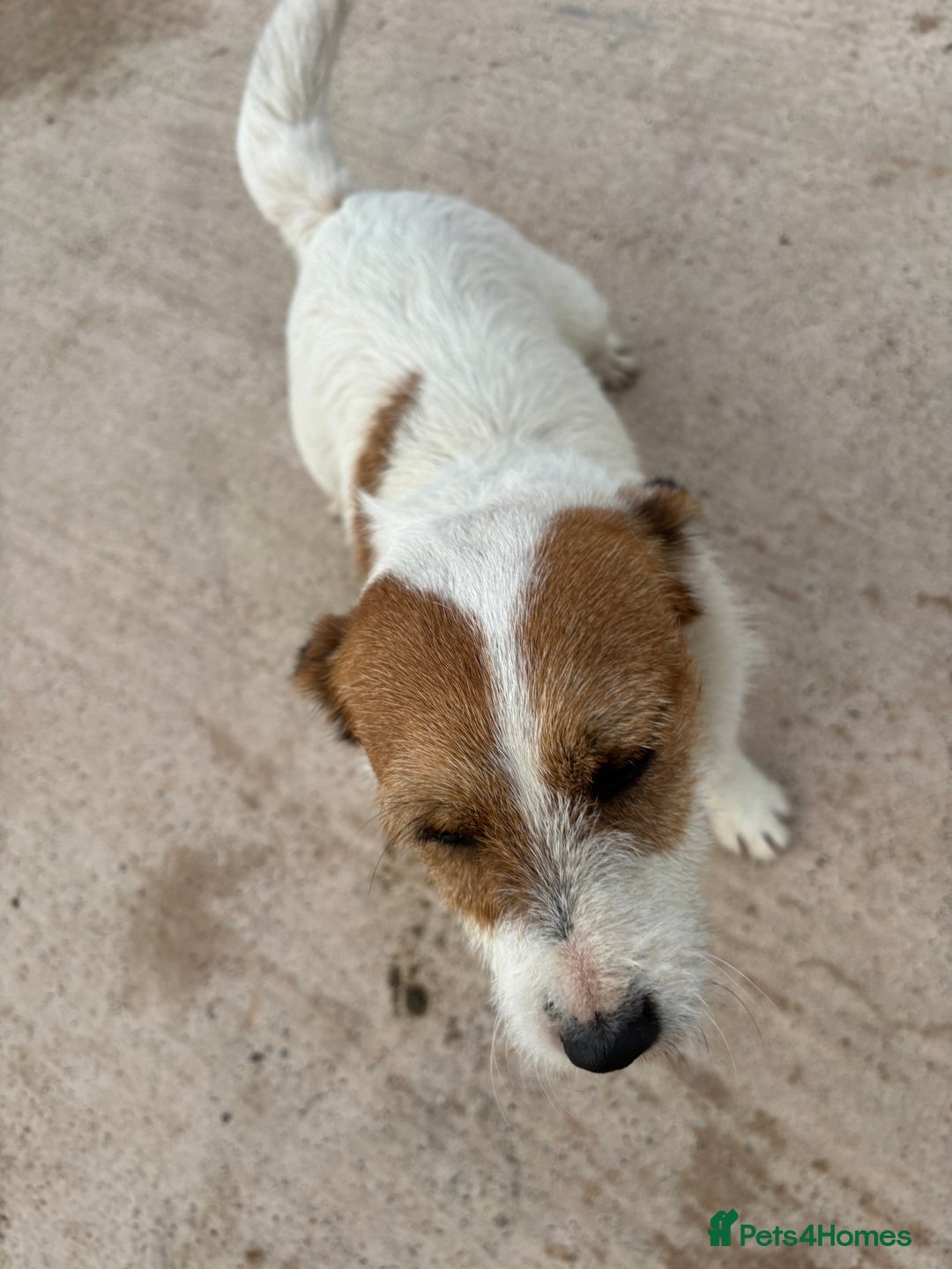 Border Terrier dogs for sale: Lovely puppys - Image 1