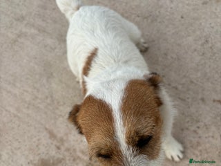 Border Terrier dogs - Advert 6