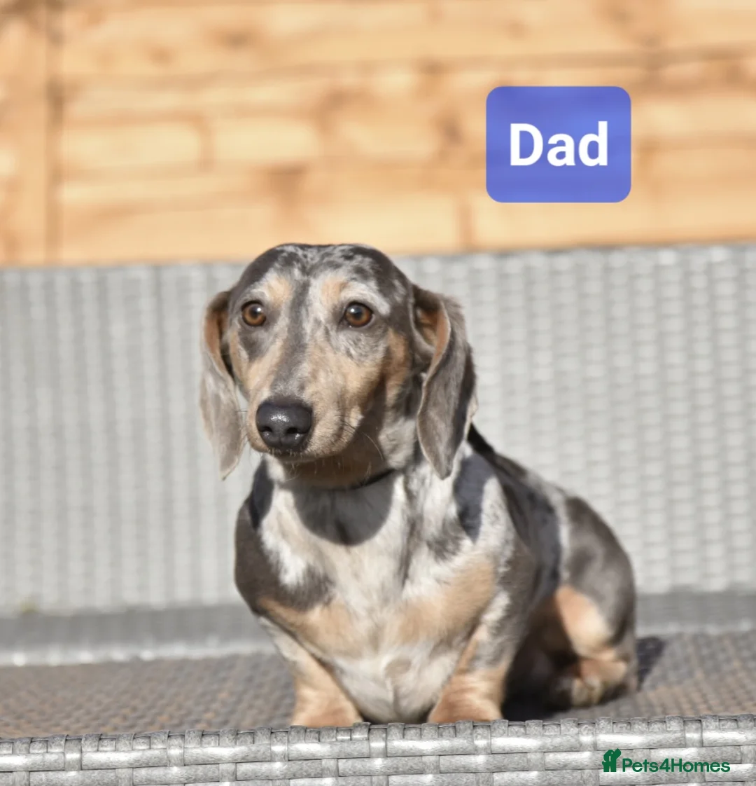 Dachshund dogs for sale: Super cute dachshund puppies - Advert 7