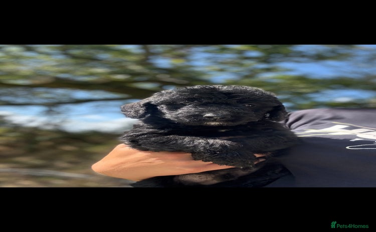 Labradoodle dogs - Advert 7
