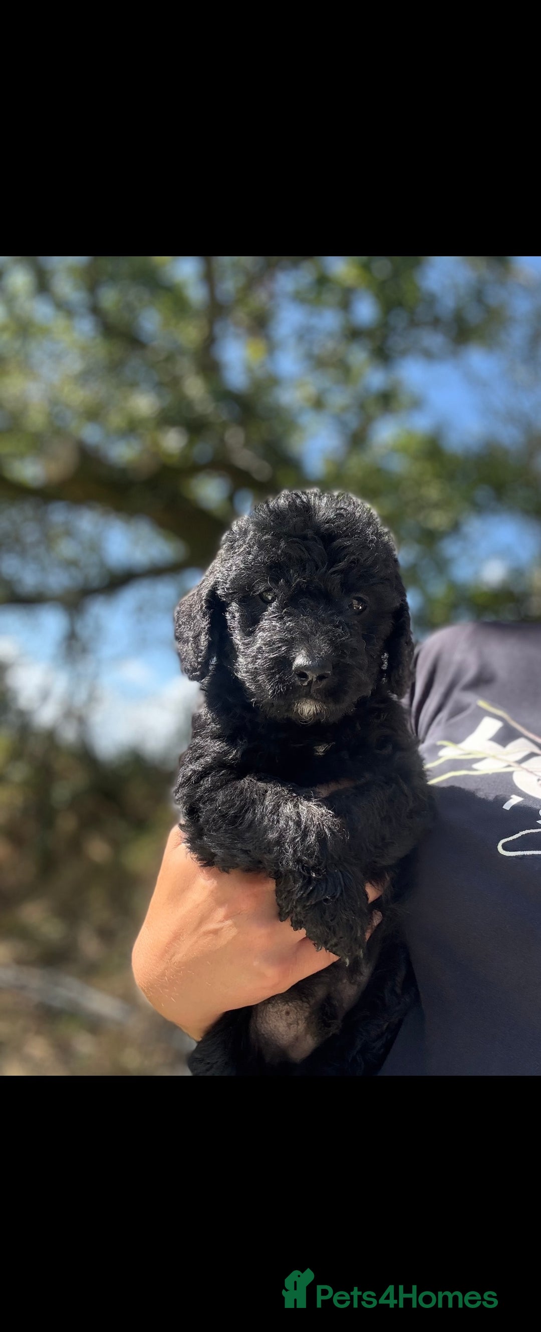 Labradoodle dogs for sale: 🐶 Labradoodle puppies for sale 🐶 - Image 1