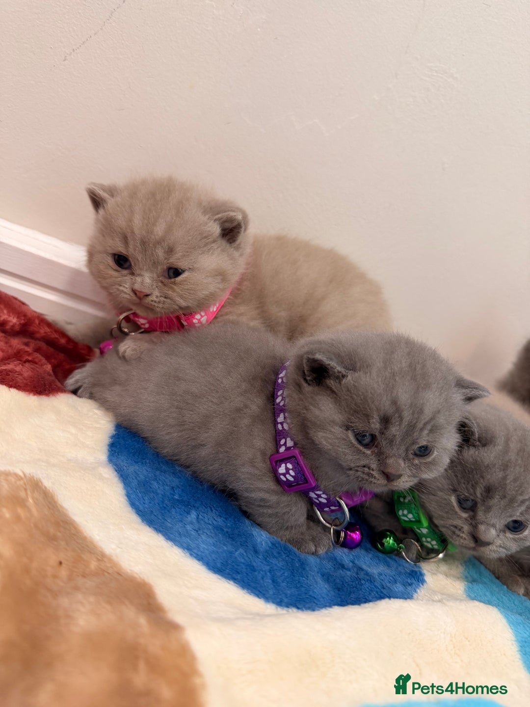 British Shorthair cats for sale: Beautiful big British Shorthair Kittens - Advert 4