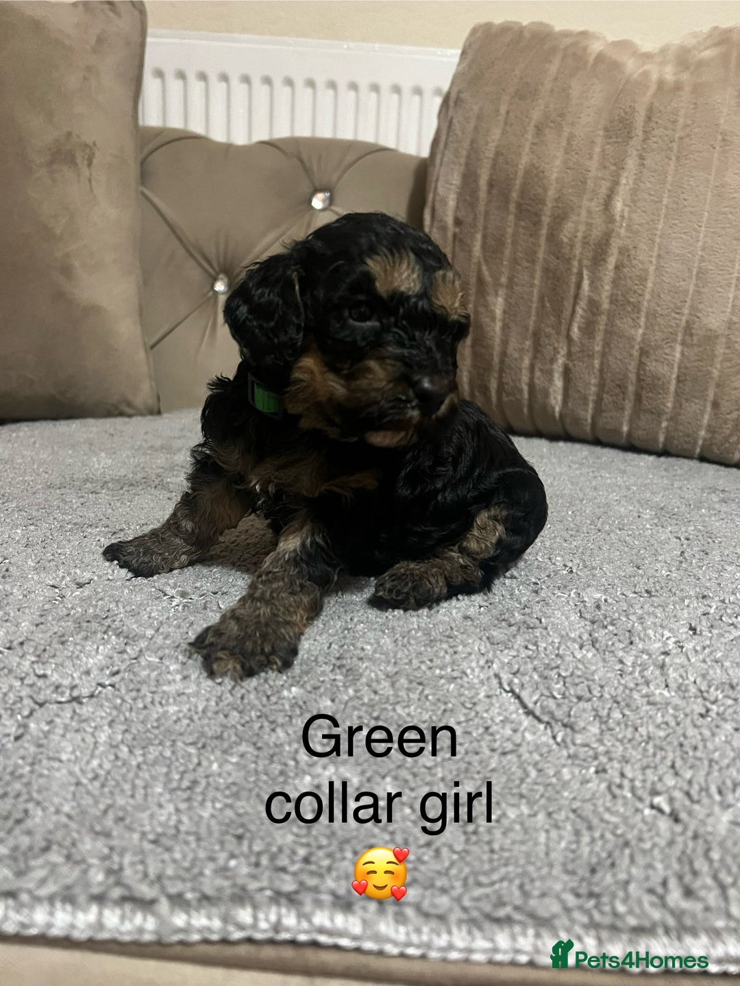 Cavapoo dogs for sale: Cavapoos ready 22nd January  - Advert 2