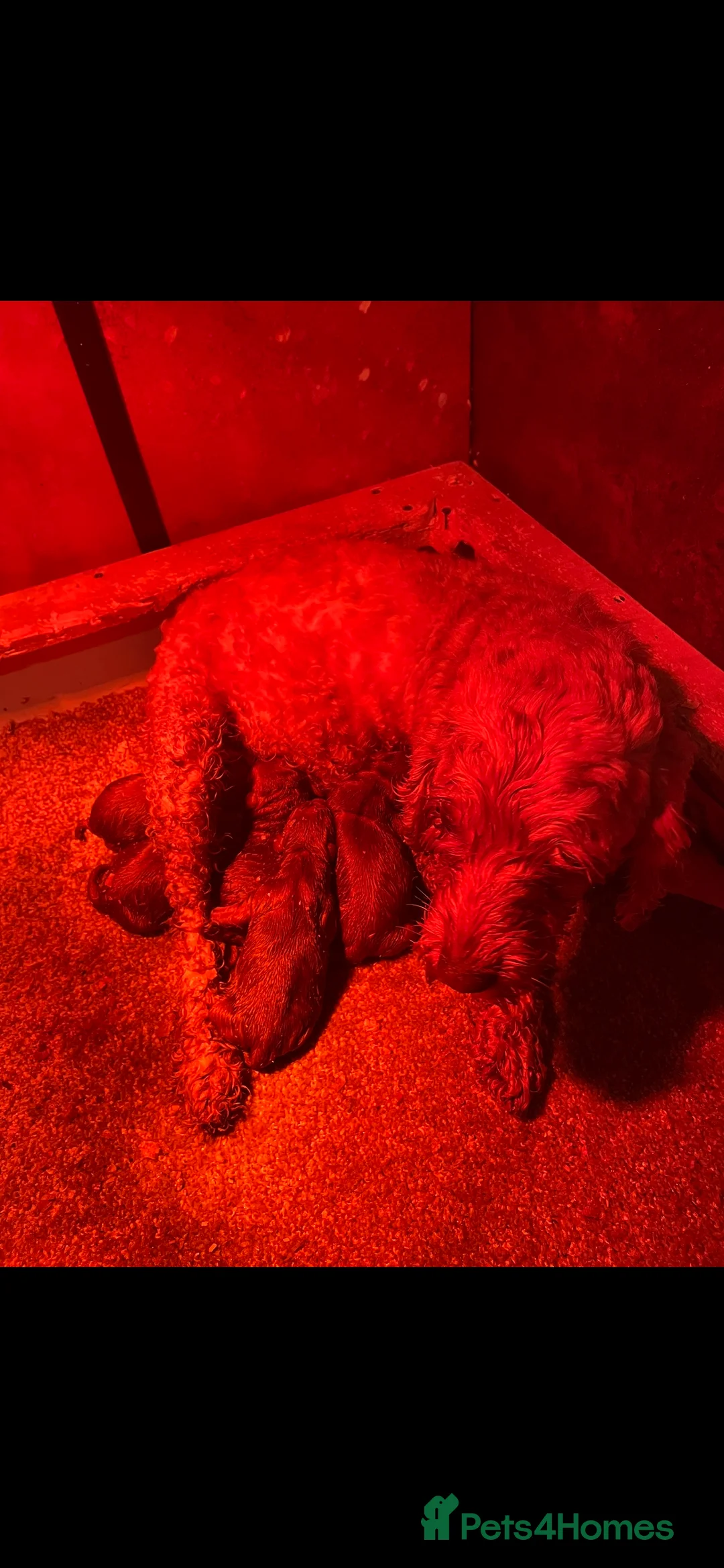 Cockapoo dogs for sale: Cockapoo pups - Advert 2