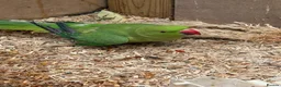 Cockatiels birds for sale: Indian Ringneck - Bonded Pair - Advert 7