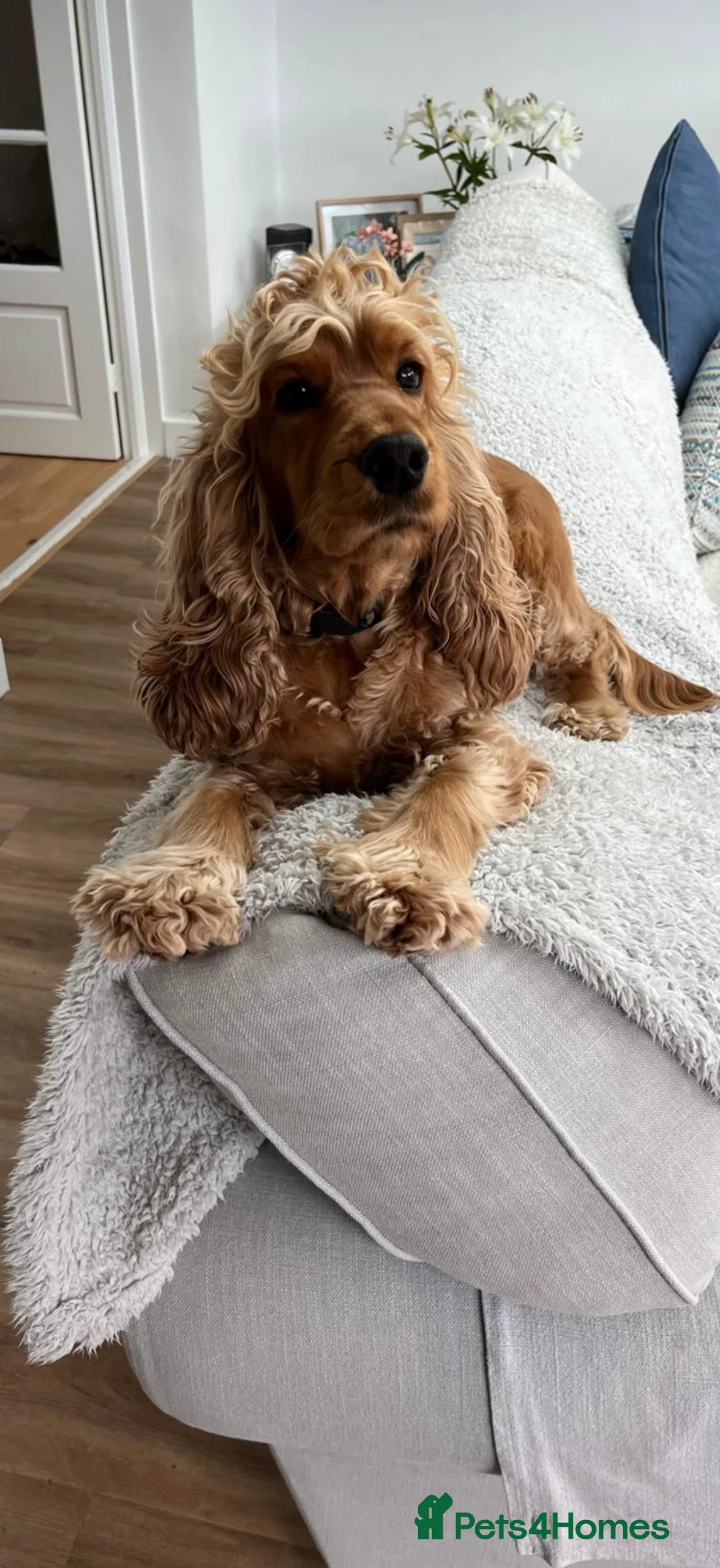 Cocker Spaniel dogs for sale: Show Cocker Looking for a Calm, Loving Home 🐾 - Advert 1