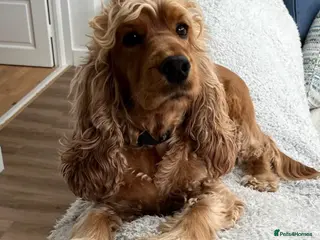 Cocker Spaniel dogs Show Cocker Looking for a Calm, Loving Home 🐾 - Advert 11