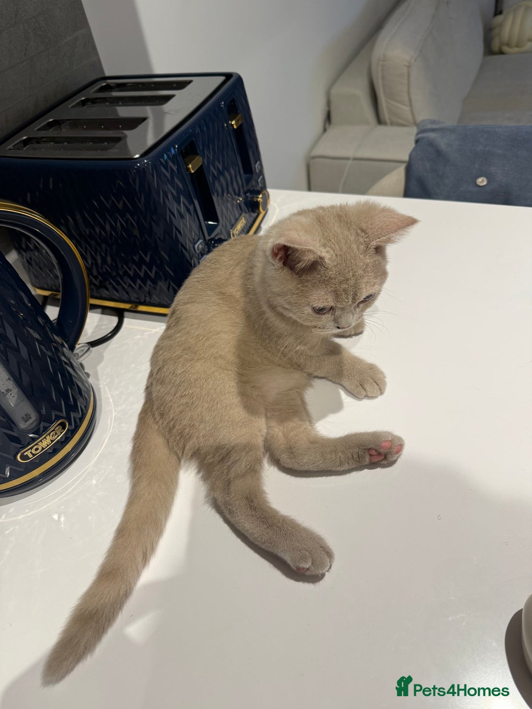 British Shorthair cats for sale: Beautiful British ShortHair Rare Fawn - Advert 5