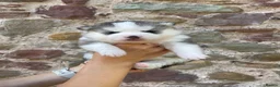 Pomsky dogs for sale: Genuine Celtic Star F3 Pomskies Available  - Advert 7
