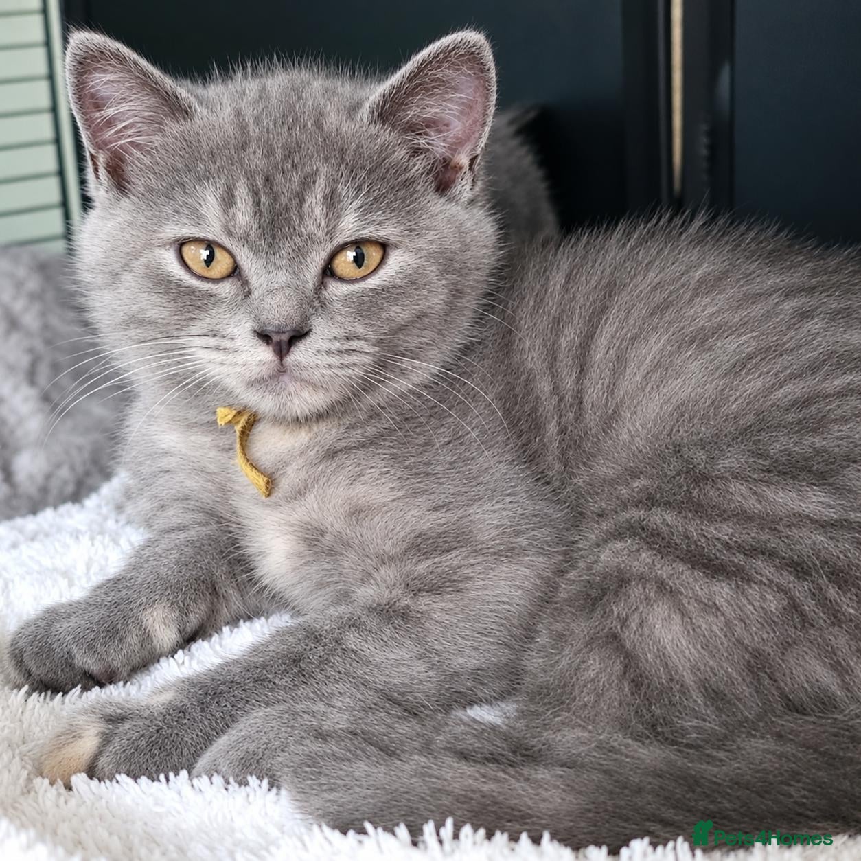 British Shorthair cats Reduced GCCF registeted ACTIVE for breeding Female - Advert 2