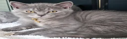 British Shorthair cats for sale: Beautiful GCCF furbabies British Shorthair. - Advert 3