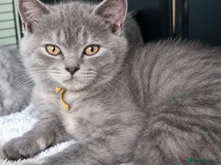 British Shorthair cats Reduced GCCF registeted ACTIVE for breeding Female - Advert 2