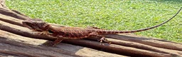 Bearded Dragon reptiles for sale: Black bloodline 100% red monster bearded dragons  - Advert 13