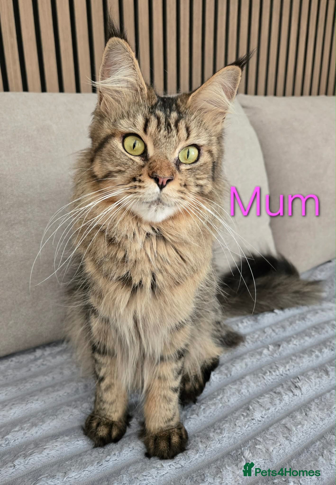 Maine Coon cats 6 TICA registered Maine Coon kittens. - Advert 1
