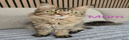 Maine Coon cats for sale: 6 TICA registered Maine Coon kittens. - Advert 1