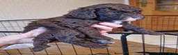 Cockapoo dogs for sale: F1B cockapoo puppies 2 boys 1 girl  - Advert 18