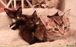 Mixed Breed cats for sale: 5 super cute mixed kittens - Image 9