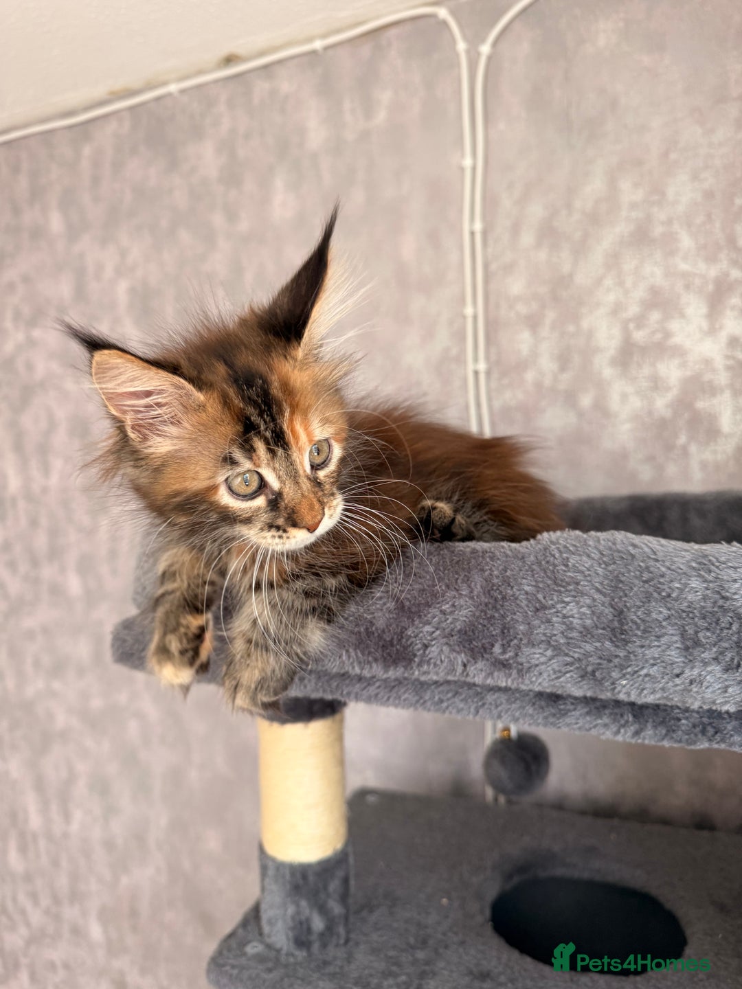Maine Coon cats for sale: 🐾 2 MAINE COON KITTENS LOOKING FOR LOVING HOME 🐾 - Advert 8