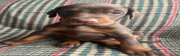 Dobermann dogs for sale: dobermann pinscher - Advert 34