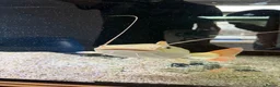 Catfish fish for sale: Platinum retail catfish  - Advert 2