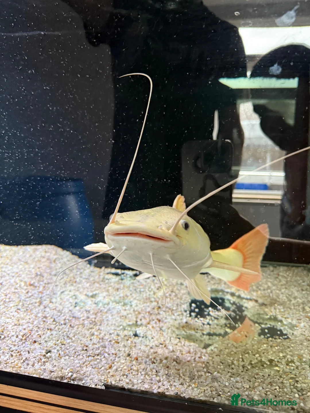 Catfish fish for sale: Platinum retail catfish  - Advert 2