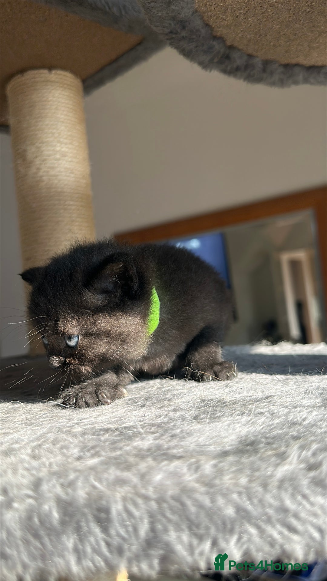 Scottish Fold cats for sale: 🐾Golden Teddy Bears – Ready for Reservation - Image 21
