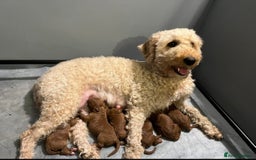 Labradoodle dogs for sale: Mini Red Labradoodle 🧬 clear  - Image 16