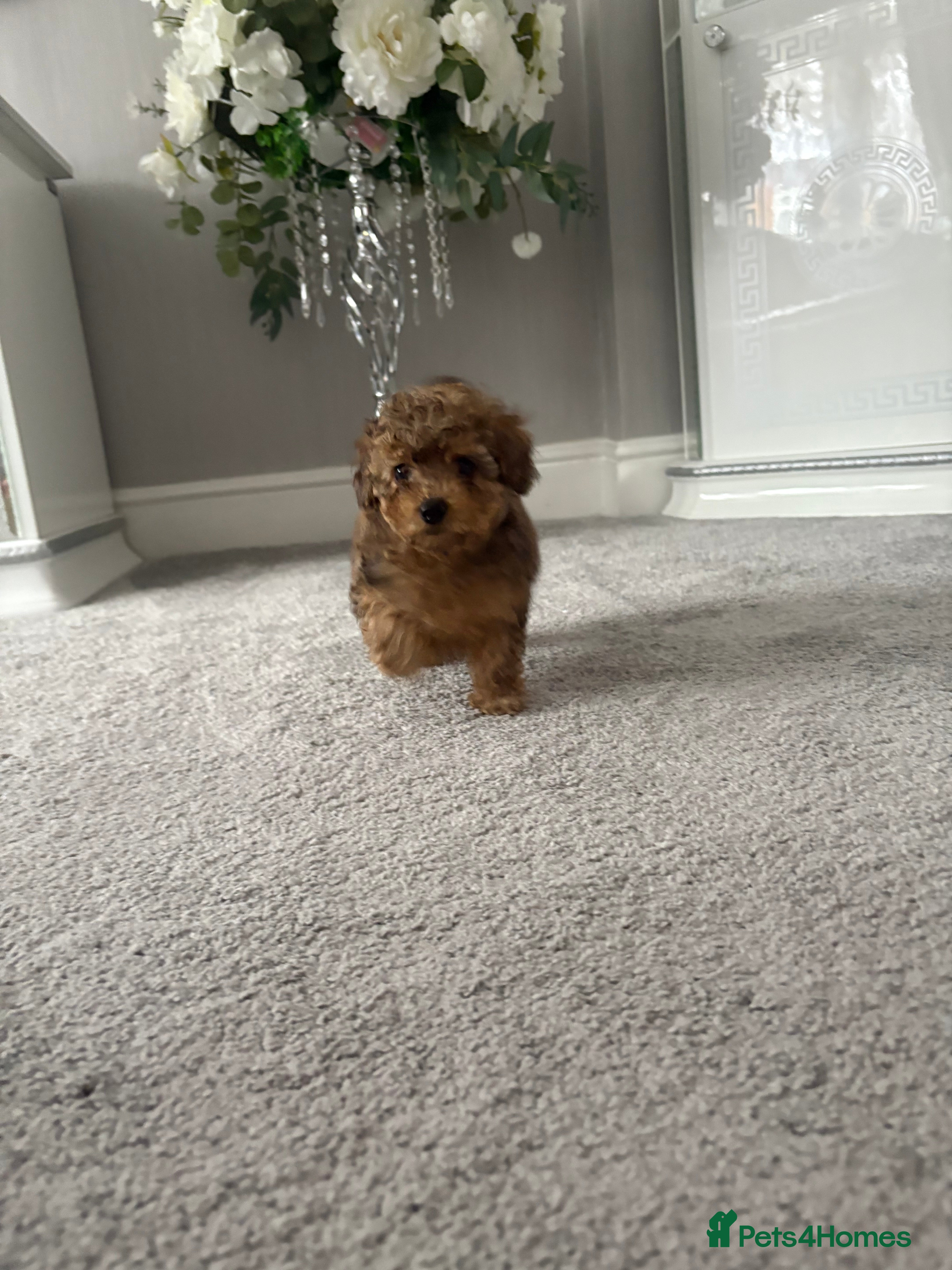 Cockapoo dogs MINITURE COCKAPOO  GIRL - Advert 5