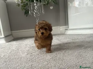 Cockapoo dogs MINITURE COCKAPOO GIRL - Advert 5