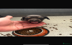 Mixed Breed dogs for sale: French wieners  - Image 2