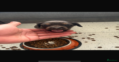 Mixed Breed dogs - Advert 11