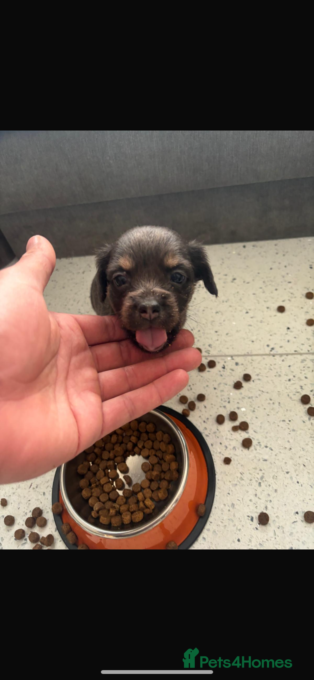 Mixed Breed dogs for sale: French wieners  - Image 2