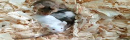 Mouse rodents for sale: Fancy pet mice - Advert 3