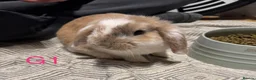 Mini Lop rabbits for sale: Beautiful Mini Lop Bunnies - Mixed Colors - Advert 7