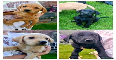 Labrador Retriever dogs - Advert 11