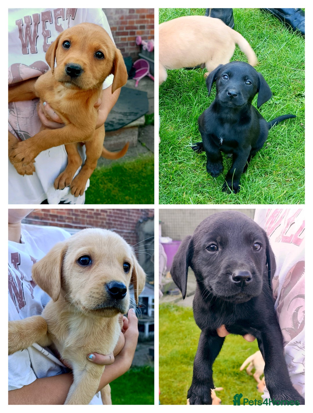 Labrador Retriever dogs for sale: Working Labrador pups  - Image 2