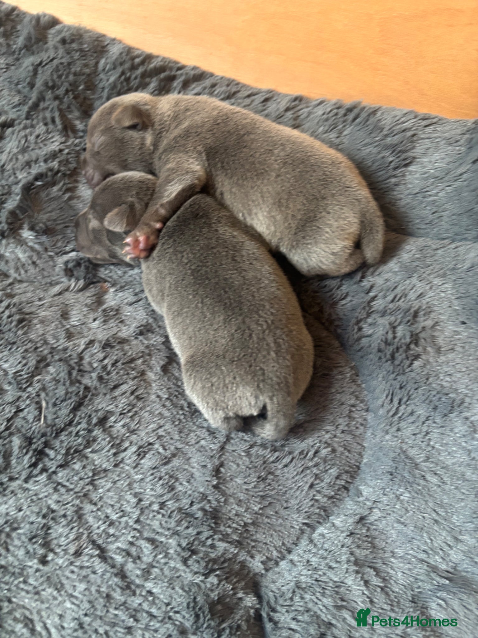 Staffordshire Bull Terrier dogs KC REG BEAUTIFUL BLUE STAFFS+ CHAMPION BLOOD LINES - Advert 1