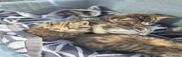 British Shorthair cats for sale: Fluffy Tigers (Last Two) - Advert 26