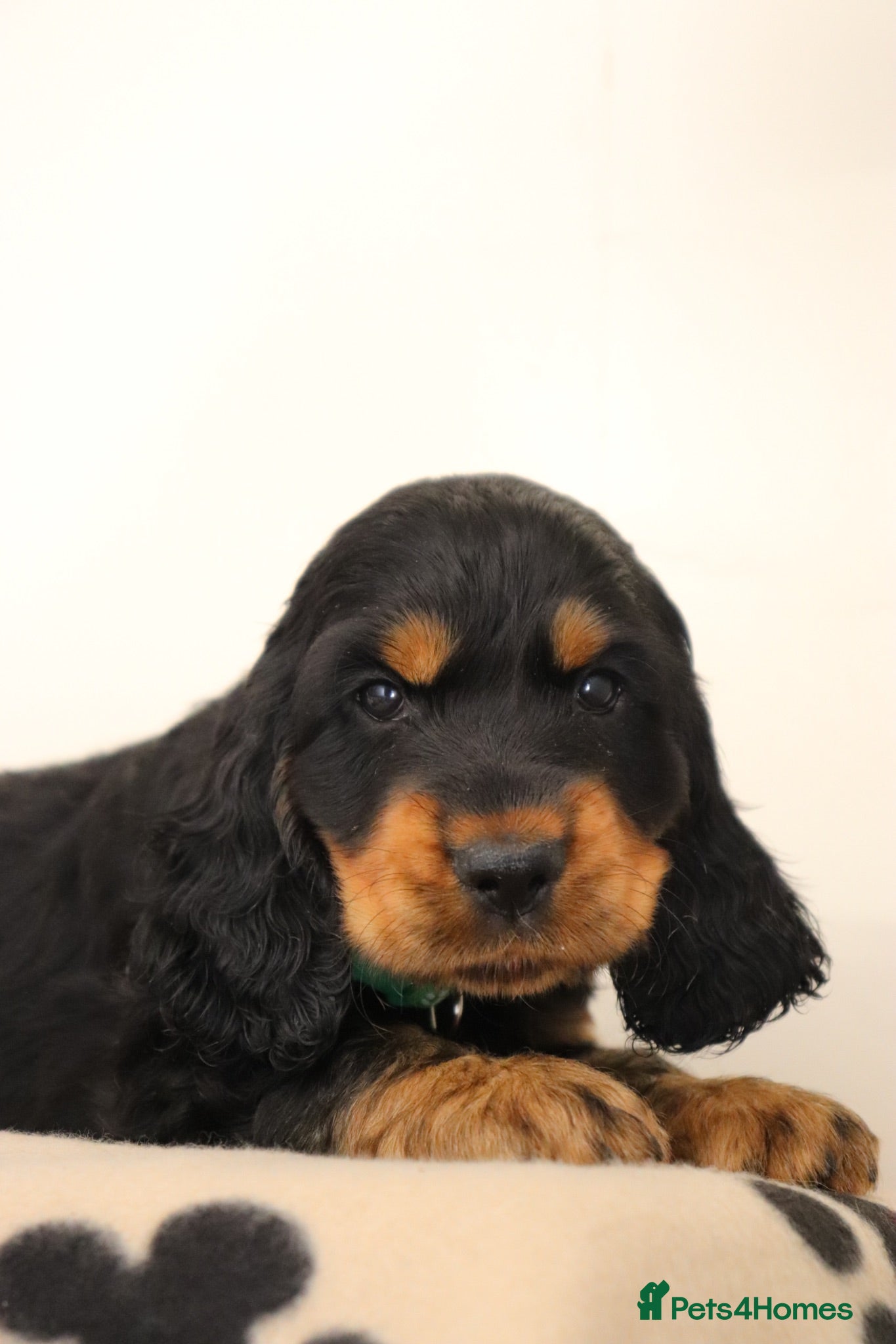 Cocker Spaniel dogs Show cocker spaniels  - Advert 1