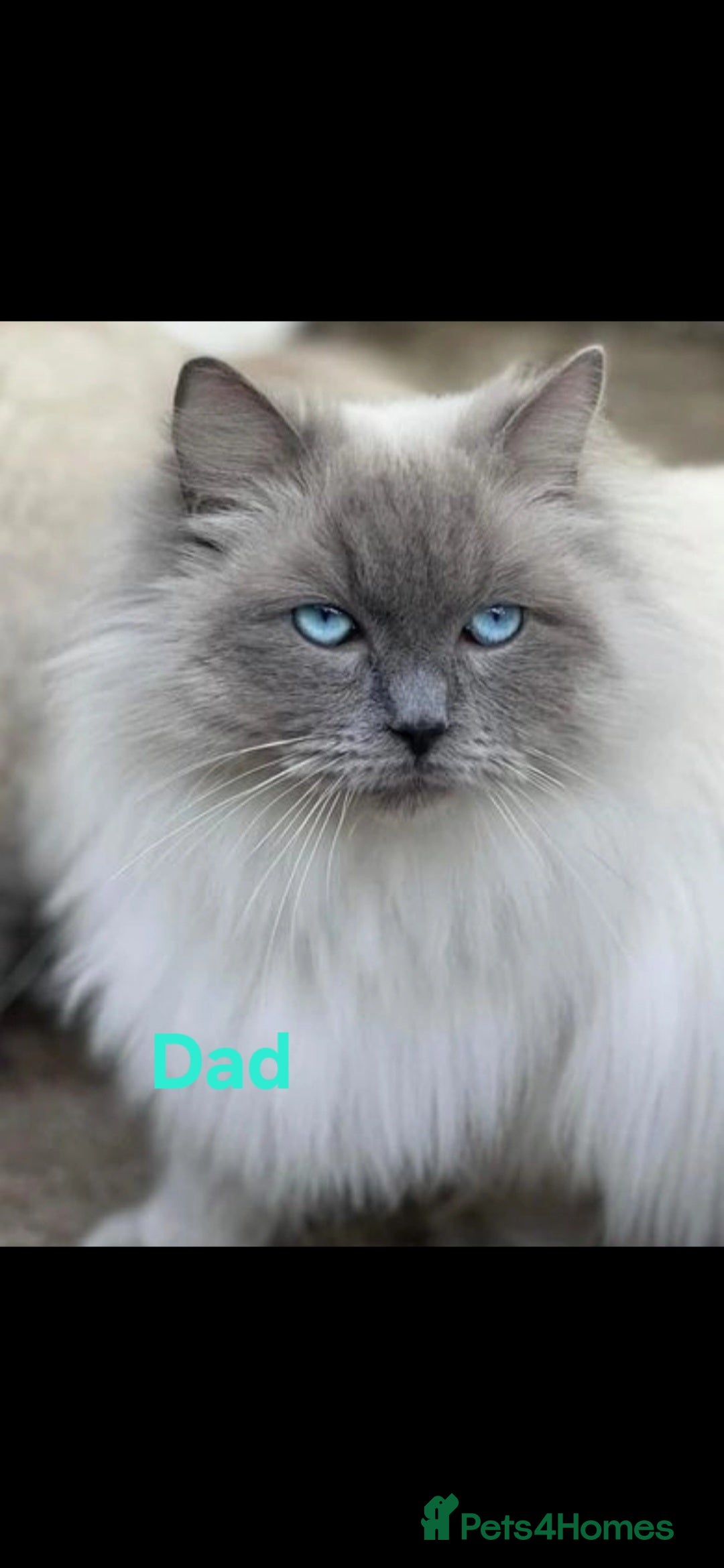 Ragdoll cats for sale: Lovely ragdoll baby's  - Advert 22