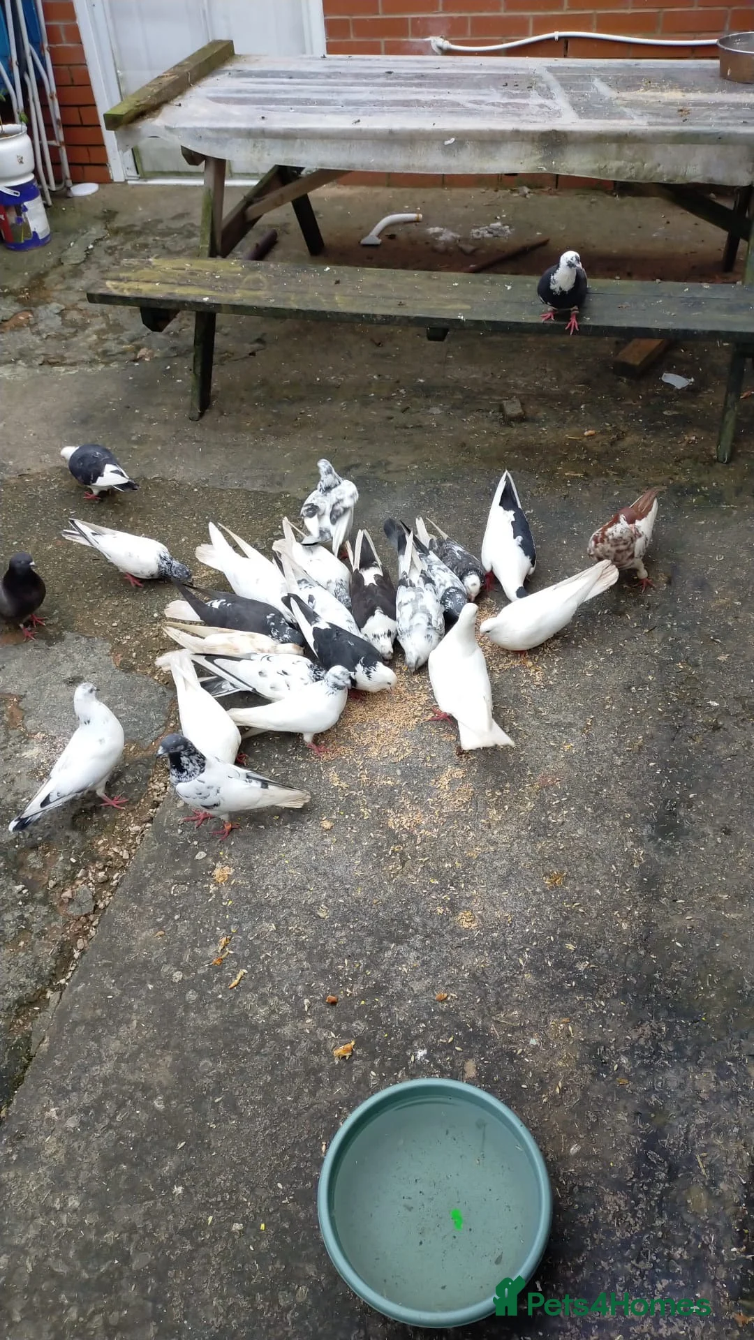 Pigeons birds for sale: Pakistani and Iranian Pigeons - Advert 1