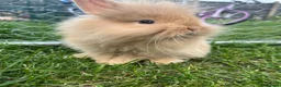 Lionhead rabbits for sale: Lionhead rabbits with starter pack in Ripley - Advert 3