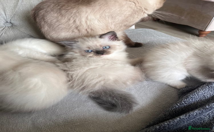 Ragdoll cats - Advert 13