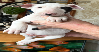 English Bull Terrier dogs - Advert 13