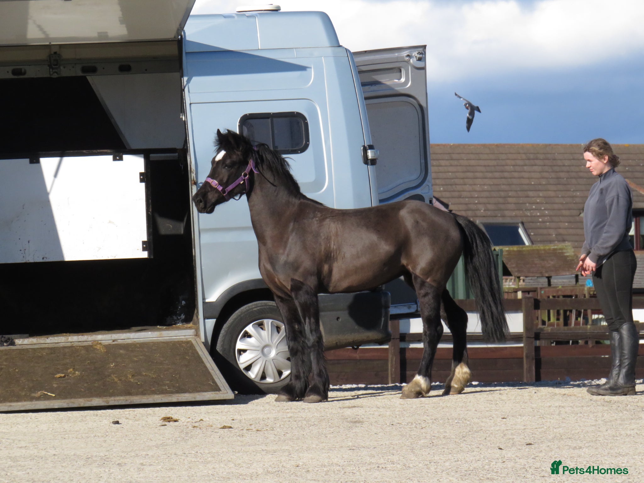 Welsh Section C horses Beautiful 13.1 Reg Welsh C  - Advert 9